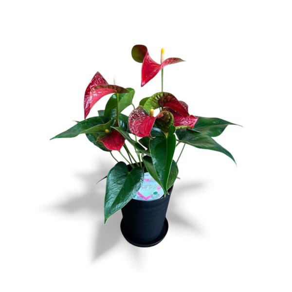 (赤) 愛んすりうむ5号 高さ50cm アンスリウム アンスリューム  【異色含め同サイズ6鉢以上で...