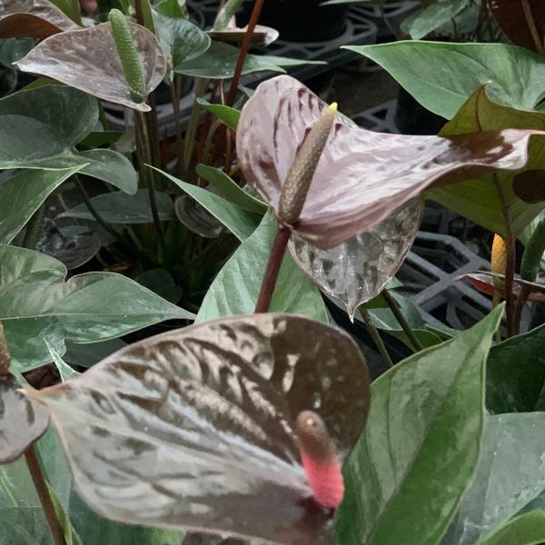 (黒) 愛んすりうむ6号 高さ60cm アンスリウム アンスリューム 【4鉢以上で送料無料】