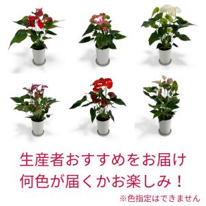 (色・品種おまかせ) 愛んすりうむ6号 高さ6...の詳細画像3