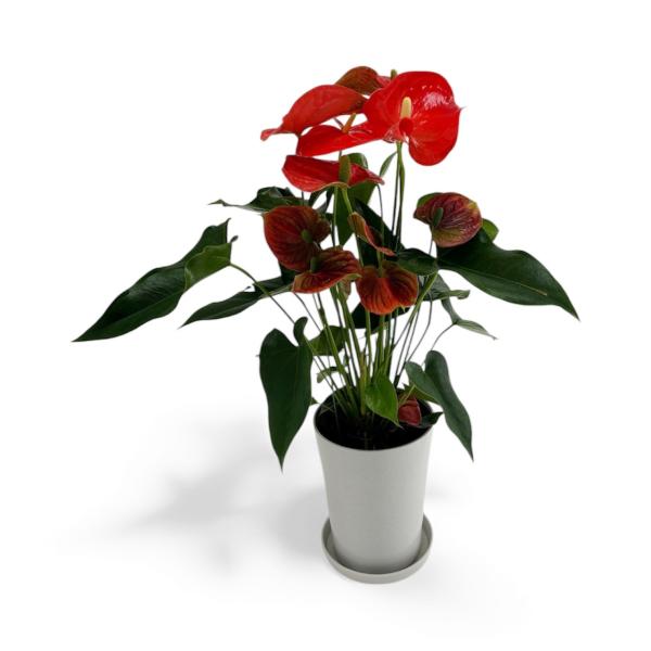 (オレンジ) 愛んすりうむ6号 高さ60cm アンスリウム アンスリューム 【異色含め同サイズ4鉢以...