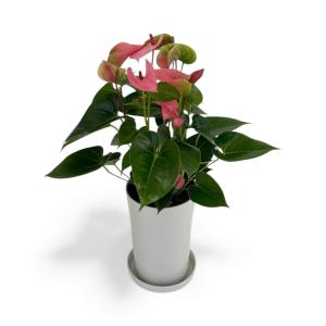 (ピンク) 愛んすりうむ6号 高さ60cm アンスリウム アンスリューム 【異色含め同サイズ4鉢以上で送料無料】