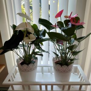 (ピンク) 愛んすりうむ6号 高さ60cm ア...の詳細画像3