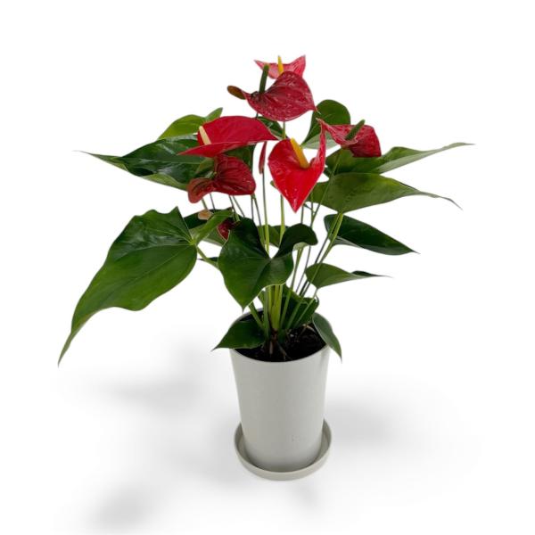 (赤) 愛んすりうむ6号 高さ60cm アンスリウム アンスリューム  【異色含め同サイズ4鉢以上で...