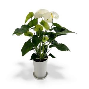 (白) 愛んすりうむ6号 高さ60cm アンスリウム アンスリューム 【異色含め同サイズ4鉢以上で送料無料】