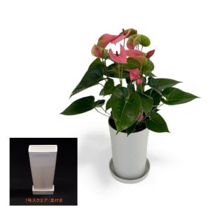 【HS】アンスリウム　BWxBW Anthurium | BALI-AN 園芸 その他観葉植物