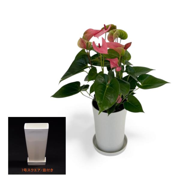 (ピンク) 愛んすりうむ7号 スクエア 高さ65cm アンスリウム アンスリューム  【異色含め同サ...