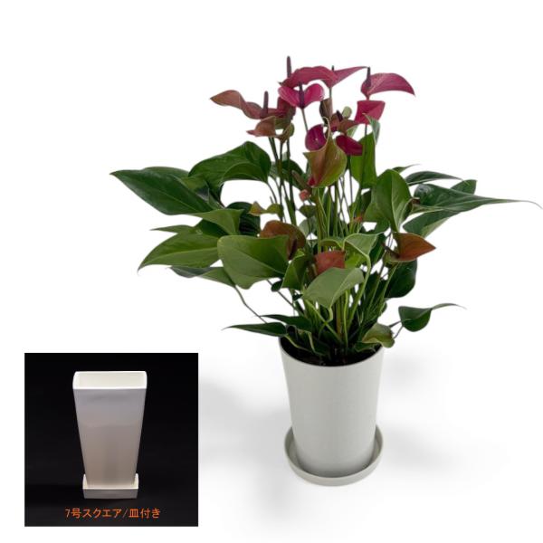 (紫) 愛んすりうむ7号 スクエア 高さ65cm アンスリウム アンスリューム  【異色含め同サイズ...