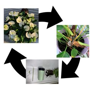 ※他のアンスリウムと同梱でお得※ お手持ちのアンスリウムを引き取ります 引取オプション