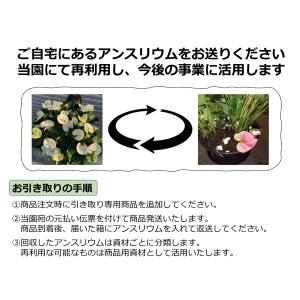 ※他のアンスリウムと同梱でお得※ お手持ちのア...の詳細画像1