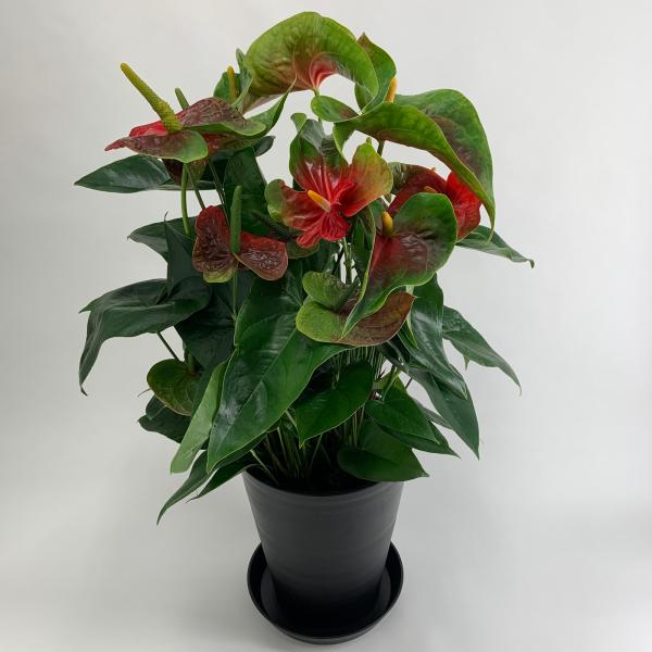 送料無料 冬-春限定 高さ90-100cm オバケ アンスリウム 直径30cm/10号 熟成紅うちわ...