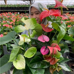 アンスリウム 紫の商品一覧 通販 Yahoo ショッピング