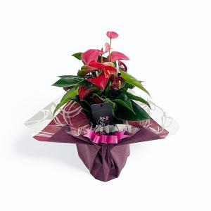 [ラッピング・カード込]×[2株仕立て] 熟成紅うちわ6号 高さ50-60cm アンスリウム アンスリューム 【送料無料】