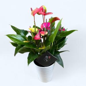 (ミックス) 熟成紅うちわ6号 高さ65cm ア...の商品画像