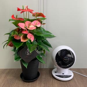 (ミックス) 熟成紅うちわ6号 高さ65cm ...の詳細画像3