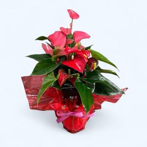 (ミックス) 熟成紅うちわ6号 高さ65cm ...の詳細画像4