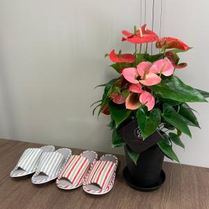 (ミックス) 熟成紅うちわ6号 高さ65cm ...の詳細画像5