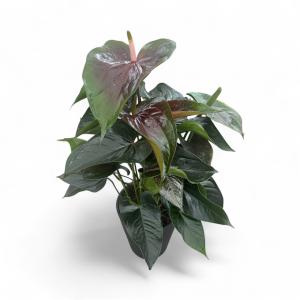 アンスリウム フーケリー 6号 45-50cm 鉢直径18cm アンスリューム 【4