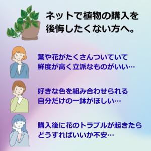 (ミックス) 熟成紅うちわ7号 高さ70cm ...の詳細画像1