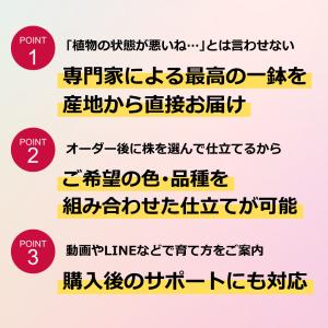 (ミックス) 熟成紅うちわ7号 高さ70cm ...の詳細画像2