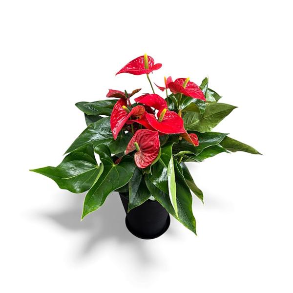 (赤) 熟成紅うちわ7号 高さ70cm アンスリウム アンスリューム 【送料無料】