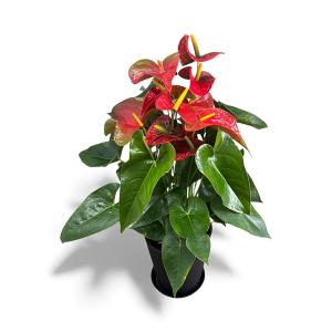 (赤) 熟成紅うちわ8号 高さ80-90cm アンスリウム アンスリューム 【送料無料】