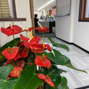 (赤) 熟成紅うちわ8号 高さ80-90cm ...の詳細画像3