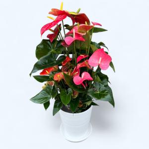 観葉植物 おしゃれ 風水 インテリア アグラオネマ カーティシー