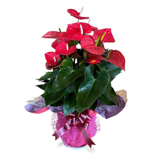 (赤) 熟成紅うちわ10号 高さ90-100cm アンスリウム アンスリューム 【送料無料】