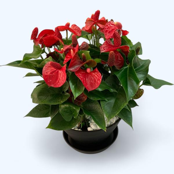 (赤) 熟成紅うちわ11号 浅鉢型 高さ65-70cm アンスリウム アンスリューム 【送料無料】