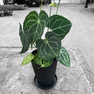 アンスリウム レガレ ダークナロー no.1 アンスリウム ワロクアナム “ダークナロー” Anthurium