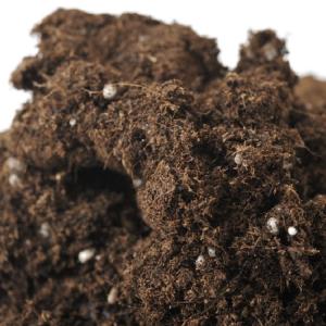 土のみ（鉢・受け皿無し） プロも使うアンスリウムの植替え土