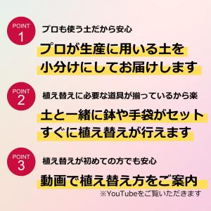 (6〜10号用)アンスリウム専用土 肥料入り ...の詳細画像2