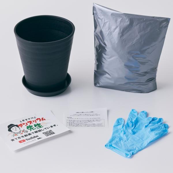 （6〜10号用）アンスリウム専用土・鉢セット 肥料入り 生産者も使う 他の観葉植物にも使える アンス...