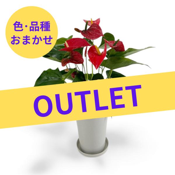 (色・品種おまかせ) 愛んすりうむ アウトレット 高さ55cm アンスリウム 直径16cm アンスリ...