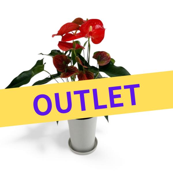 (オレンジ) 愛んすりうむ アウトレット 高さ55cm アンスリウム 直径16cm アンスリューム ...