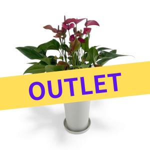 (紫) 愛んすりうむ アウトレット 高さ55cm アンスリウム 直径16cm アンスリューム 【異なる色含め5鉢以上で送料無料】