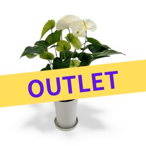 (白) 愛んすりうむ アウトレット 高さ55cm アンスリウム 直径16cm アンスリューム 【異なる色含め5鉢以上で送料無料】