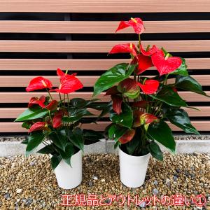 (赤) 愛んすりうむ アウトレット 高さ55c...の詳細画像3