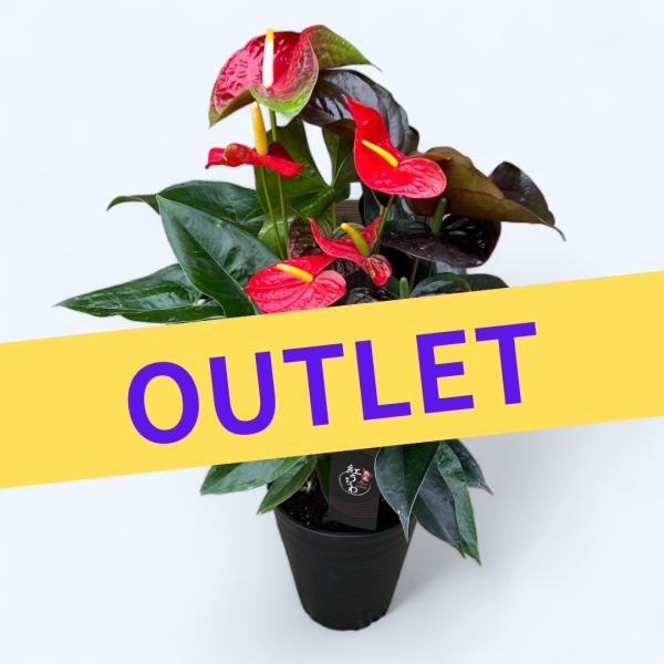 (ミックス)熟成紅うちわ アウトレット 8号 高さ80cm アンスリウム 鉢直径24cm アンスリュ...