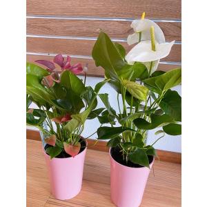 4鉢まで送料1210円〜 高さ60cm×幅25cm（直径16cm/6号） 滋賀県のアンスリウム アンスリューム 愛んすりうむ お手入れハンドブック付き