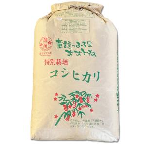令和7年産 残留農薬ゼロ コシヒカリ 玄米10ｋｇ 埼玉県 北川辺 大利根産 特栽減減