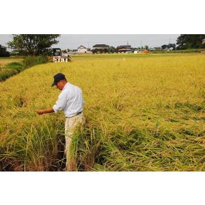 令和7年産 残留農薬ゼロ コシヒカリ 玄米5k...の詳細画像3