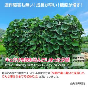 植物活力剤 美味大豊作GT-S 10リットル ...の詳細画像2