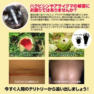 アライグマ撃退 忌避剤 撃退アライグマ激臭シー...の詳細画像2