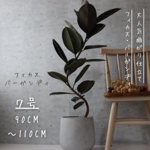観葉植物：フィカス エベレスト*フィカス エベレスト*6号 プラポット
