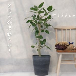 フィカス ベンガレンシス 朴 仕立て ゴムの木...の詳細画像5