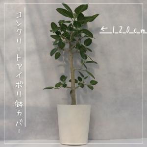 フィカス ベンガレンシス 朴 仕立て ゴムの木...の詳細画像4