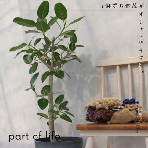 フィカス ベンガレンシス 朴 仕立て ゴムの木...の詳細画像1