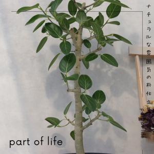 フィカス ベンガレンシス 朴 仕立て ゴムの木...の詳細画像2