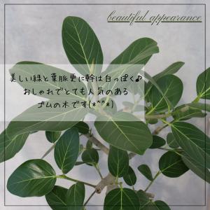 フィカス ベンガレンシス 朴 仕立て ゴムの木...の詳細画像3